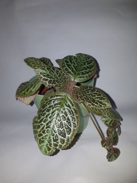  - Episcia 2019