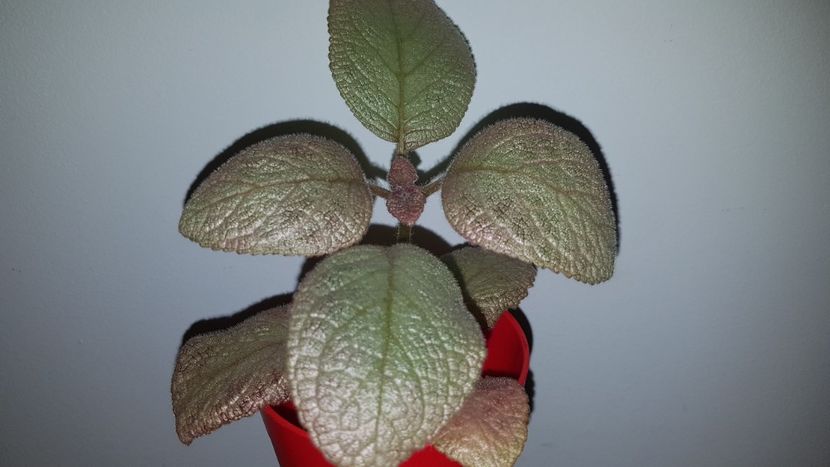  - Episcia 2019