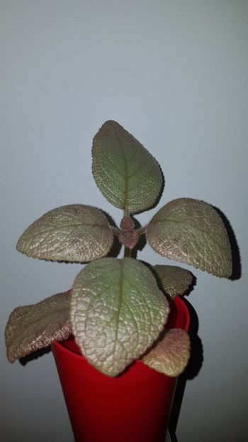  - Episcia 2019