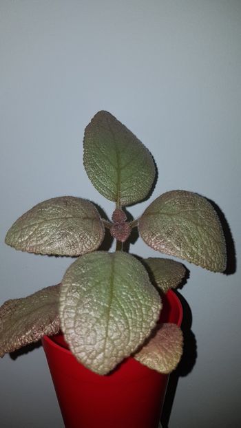  - Episcia 2019