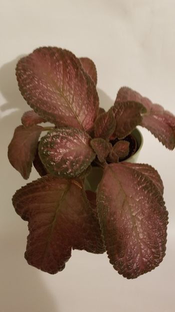  - Episcia 2019