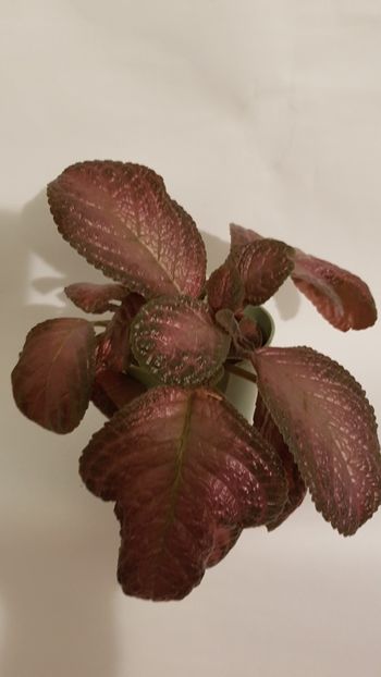  - Episcia 2019
