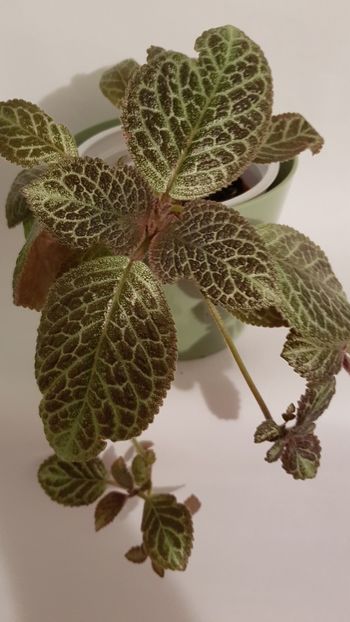  - Episcia 2019