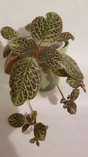  - Episcia 2019