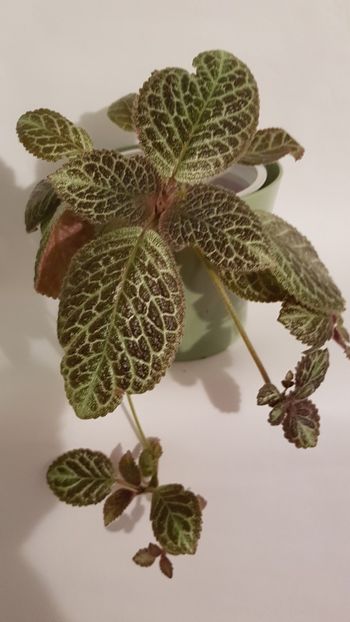  - Episcia 2019