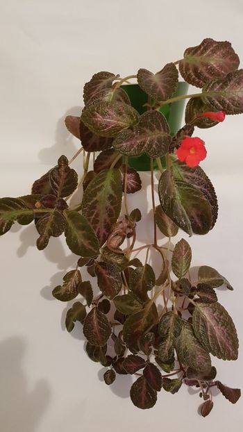  - Episcia 2019