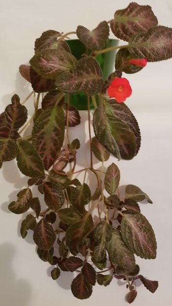  - Episcia 2019
