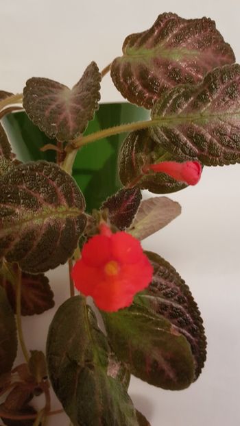  - Episcia 2019