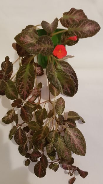 - Episcia 2019