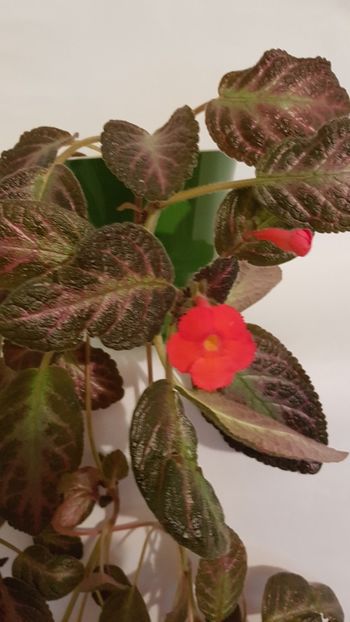  - Episcia 2019