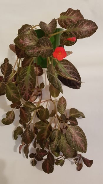  - Episcia 2019