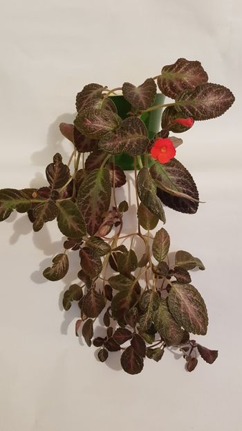  - Episcia 2019