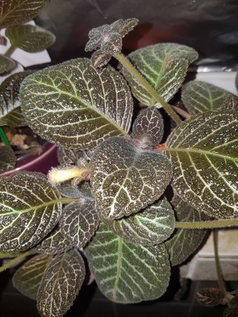  - Episcia 2019