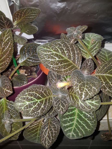  - Episcia 2019