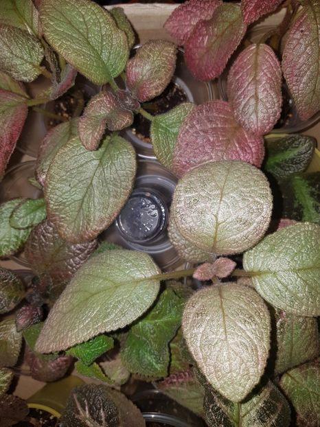  - Episcia 2019