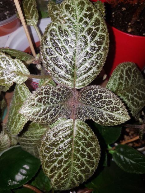  - Episcia 2019