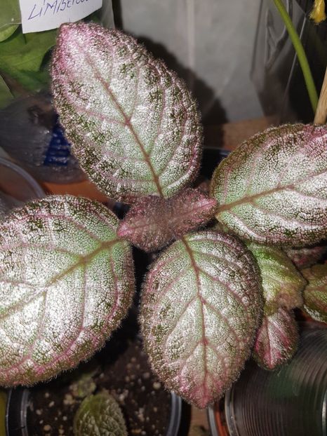  - Episcia 2019