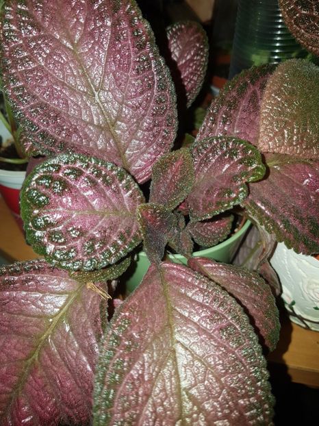  - Episcia 2019