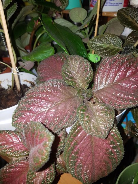  - Episcia 2019