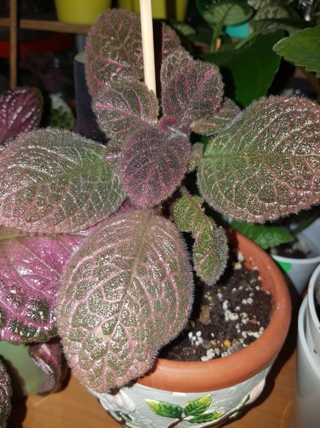  - Episcia 2019
