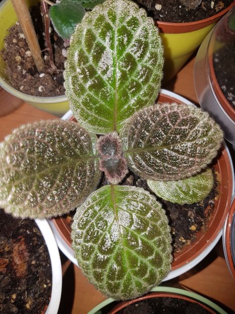  - Episcia 2019