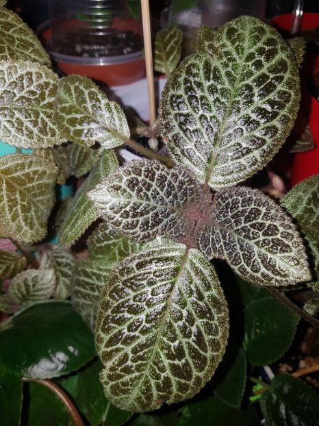  - Episcia 2019