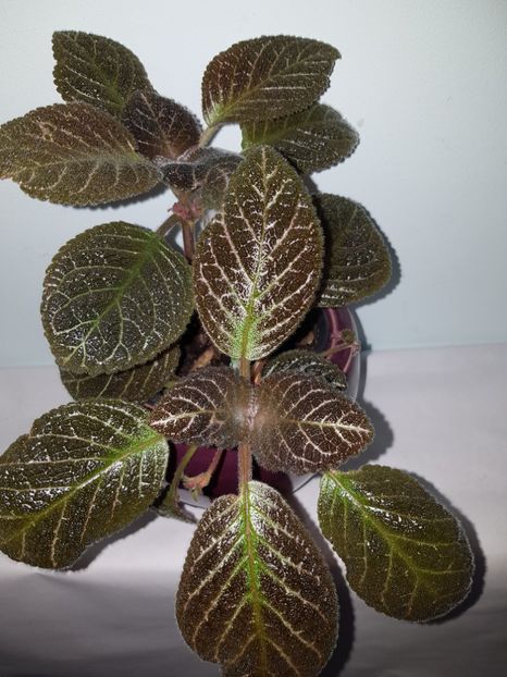  - Episcia 2019