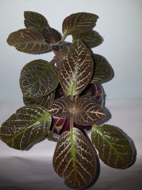  - Episcia 2019