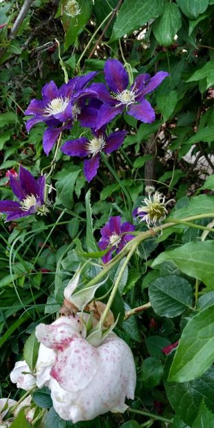  - Clematite