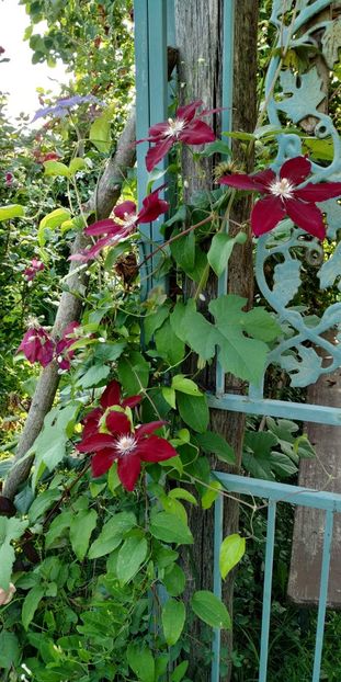  - Clematite