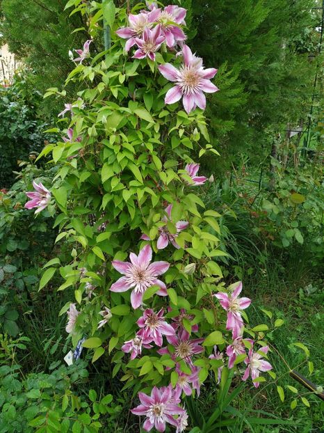 Josephine - Clematite