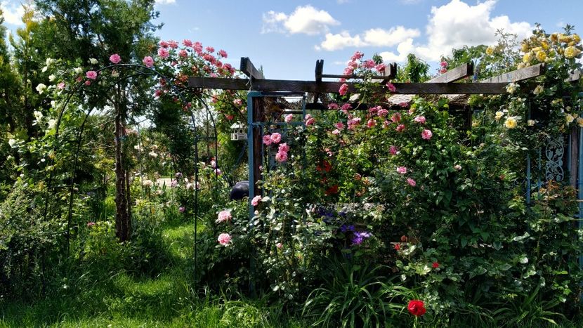  - Gradina 2019-ansamblu
