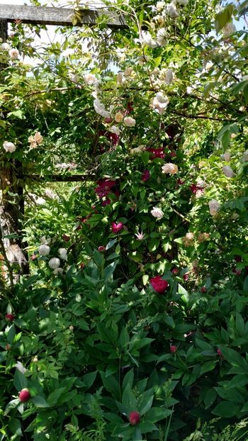  - Gradina 2019-ansamblu