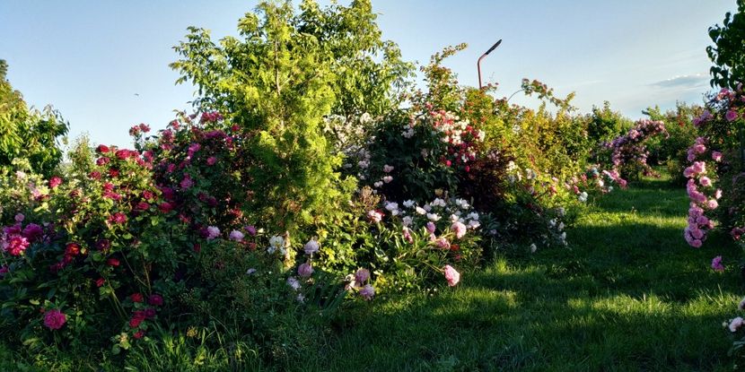  - Gradina 2019-ansamblu