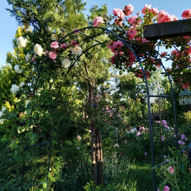  - Gradina 2019-ansamblu