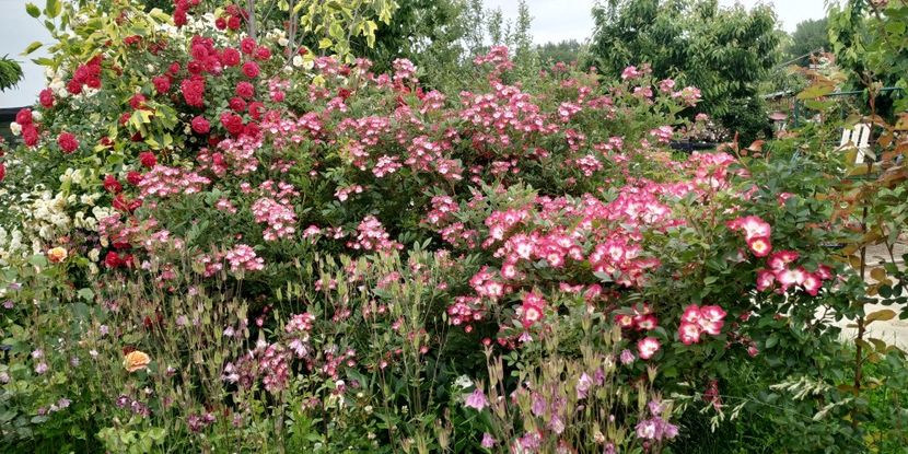  - Gradina 2019-ansamblu