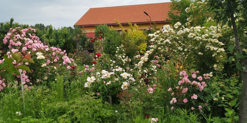  - Gradina 2019-ansamblu