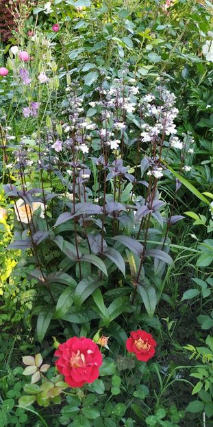  - Diverse plante