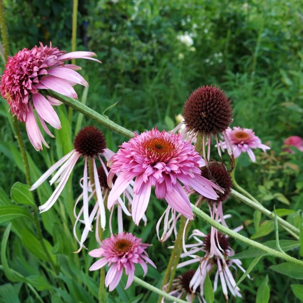  - Diverse plante