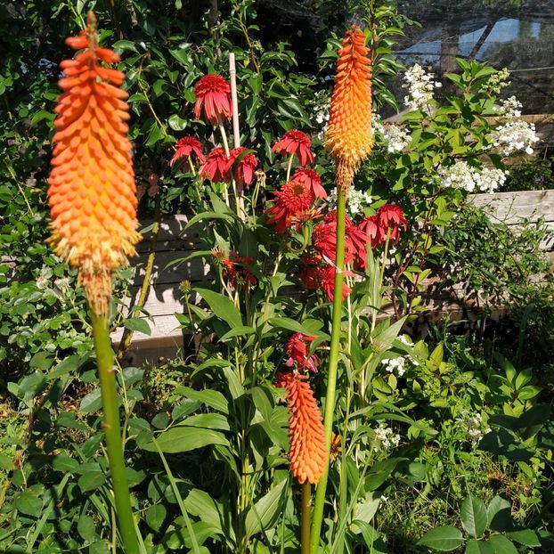  - Diverse plante
