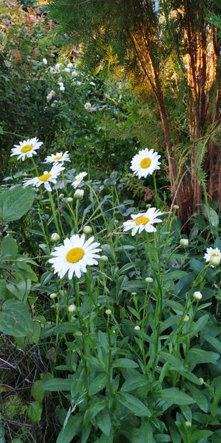  - Diverse plante