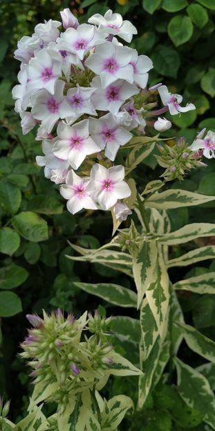  - Diverse plante