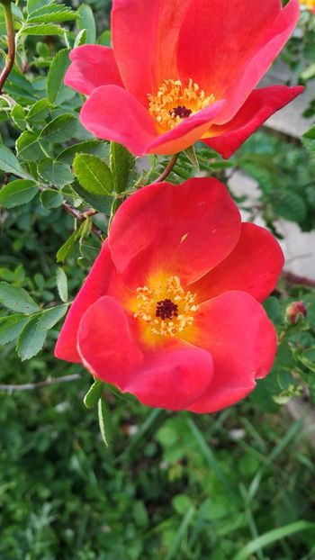 Bicolor - Trandafiri