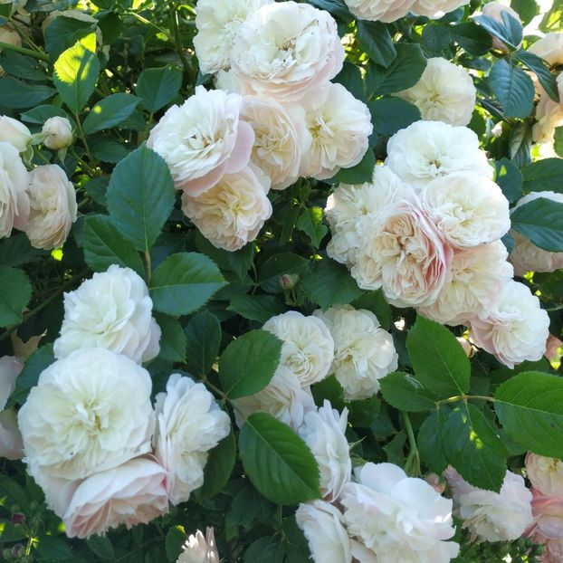 Bouquet Parfait (6) - Trandafiri