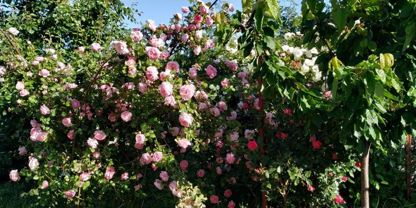Constance Spry (8) - Trandafiri