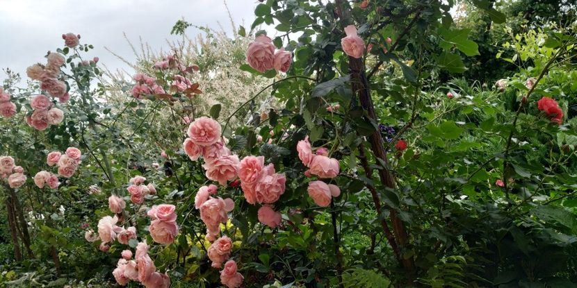 Delia (5) - Trandafiri