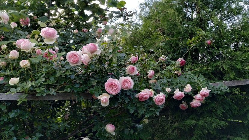 Eden Rose (7) - Trandafiri