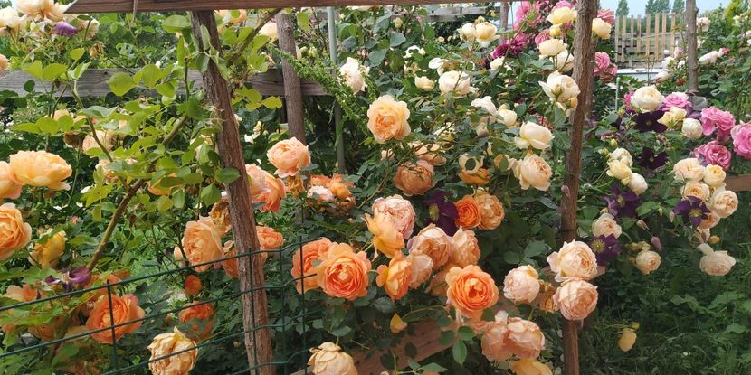 Lady of Shalott (5) - Trandafiri