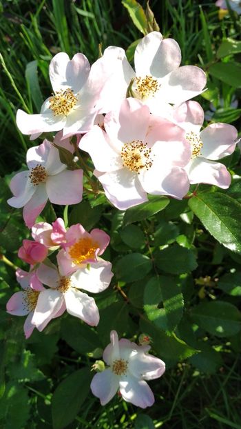 Lyda Rose - Trandafiri