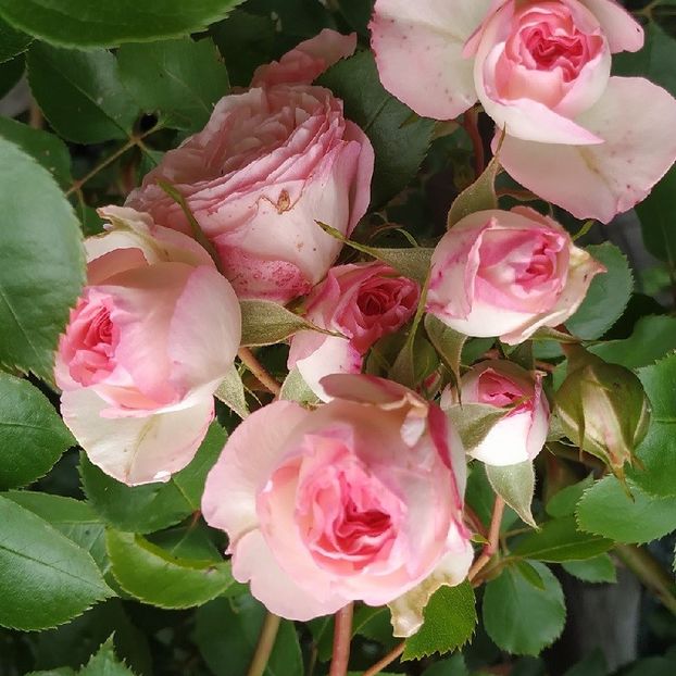 Mini Eden Rose (3) - Trandafiri